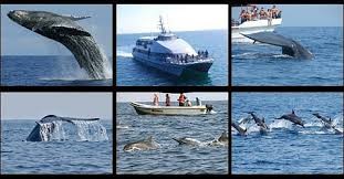 Whale watching off Mirissa