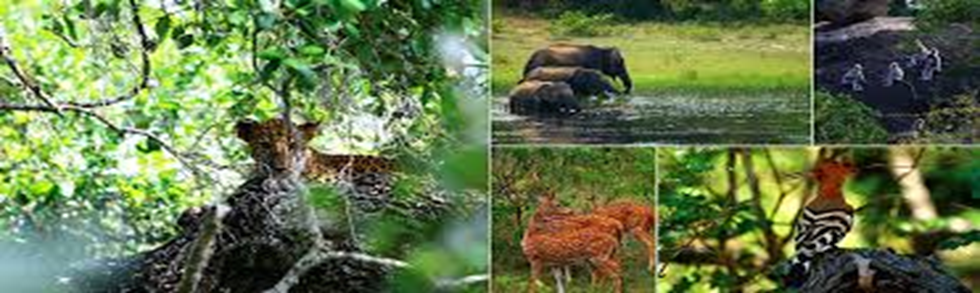Sri Lankan wildlife