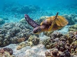 A sea turtle over the reef