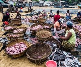 The Negombo fish market