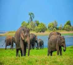 Elephants at Minneriya