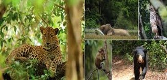 Yala's wildlife