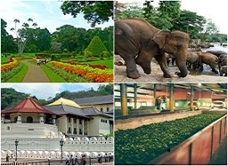 Gardens and gentle giants