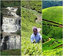 Waterfalls and tea gardens
