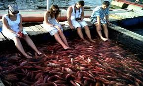 The day's catch, Negombo