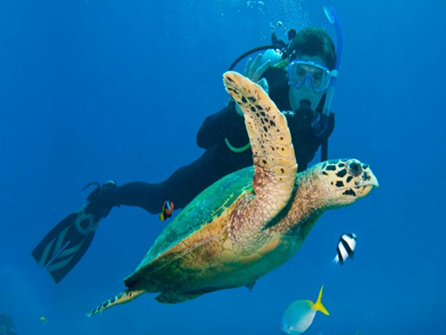 Diving with a sea turtle