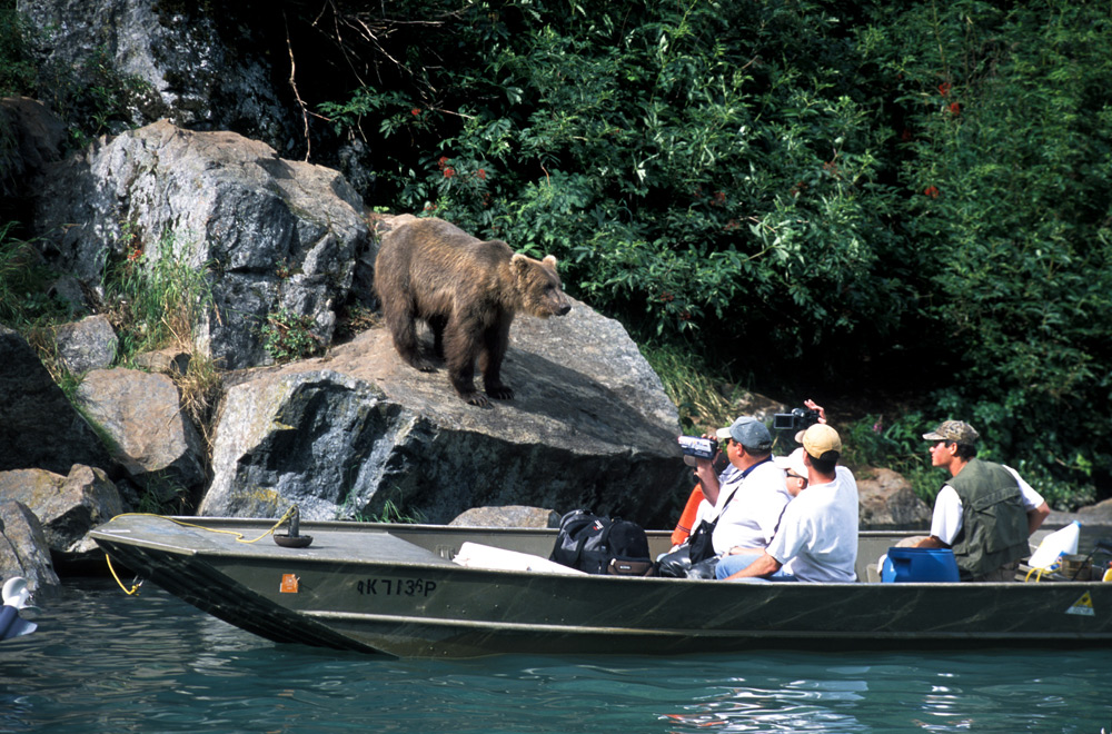 Guests in a small boat photographing a brown bear on a rocky, forested shoreline
