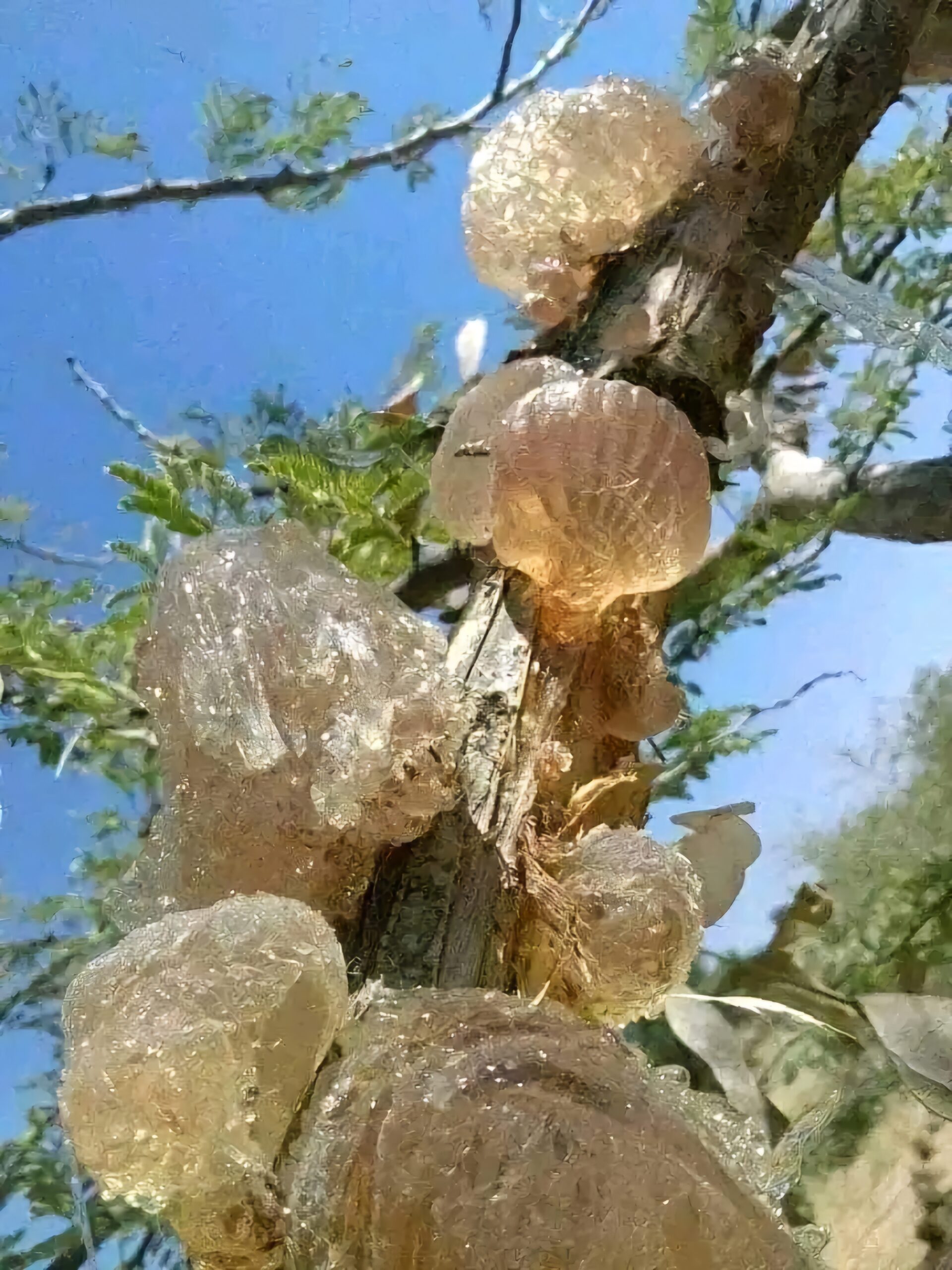 Globules of pale amber gum arabic resin on an acacia branch
