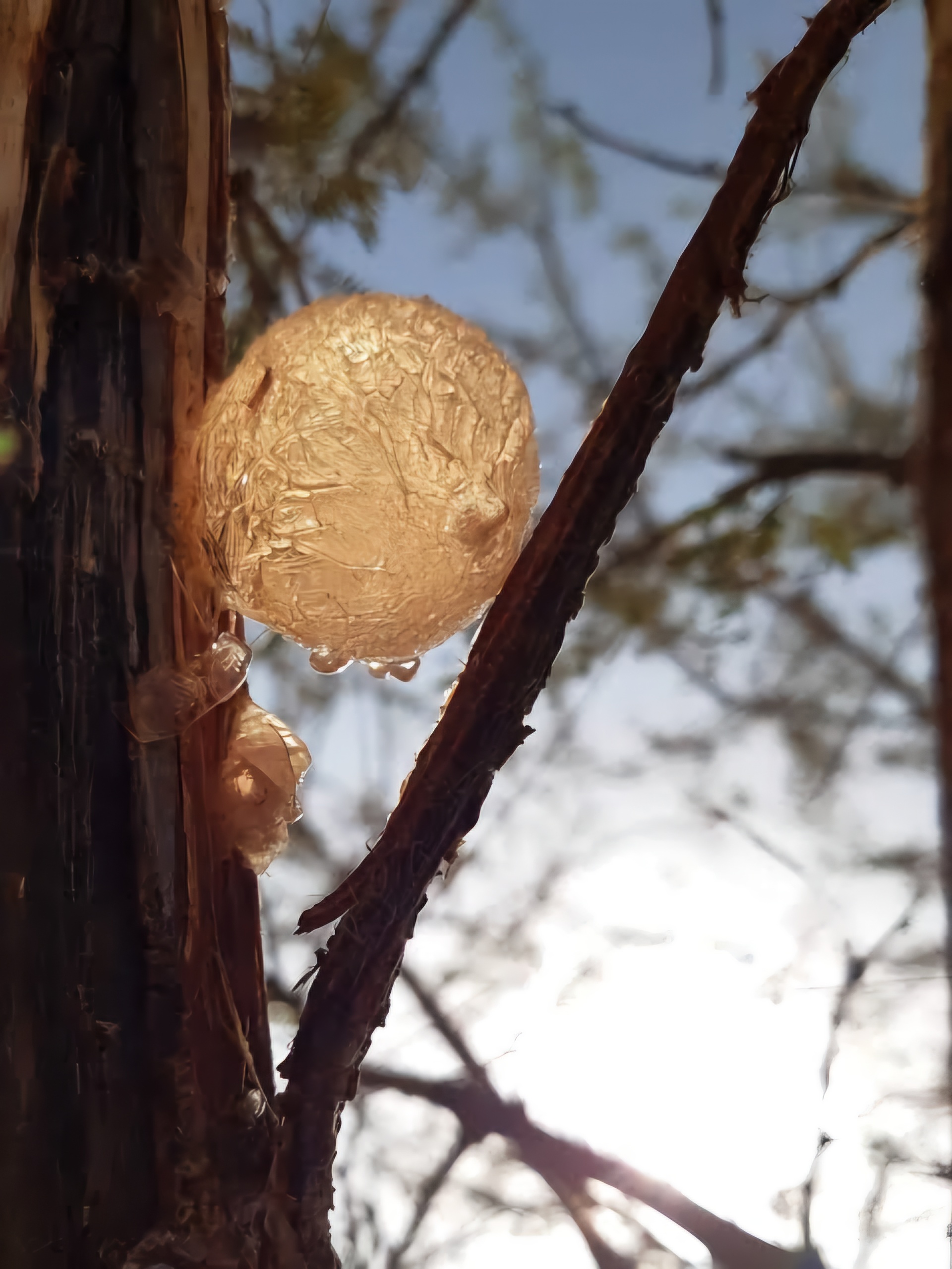 A close view of gum arabic resin hardened on a tree trunk