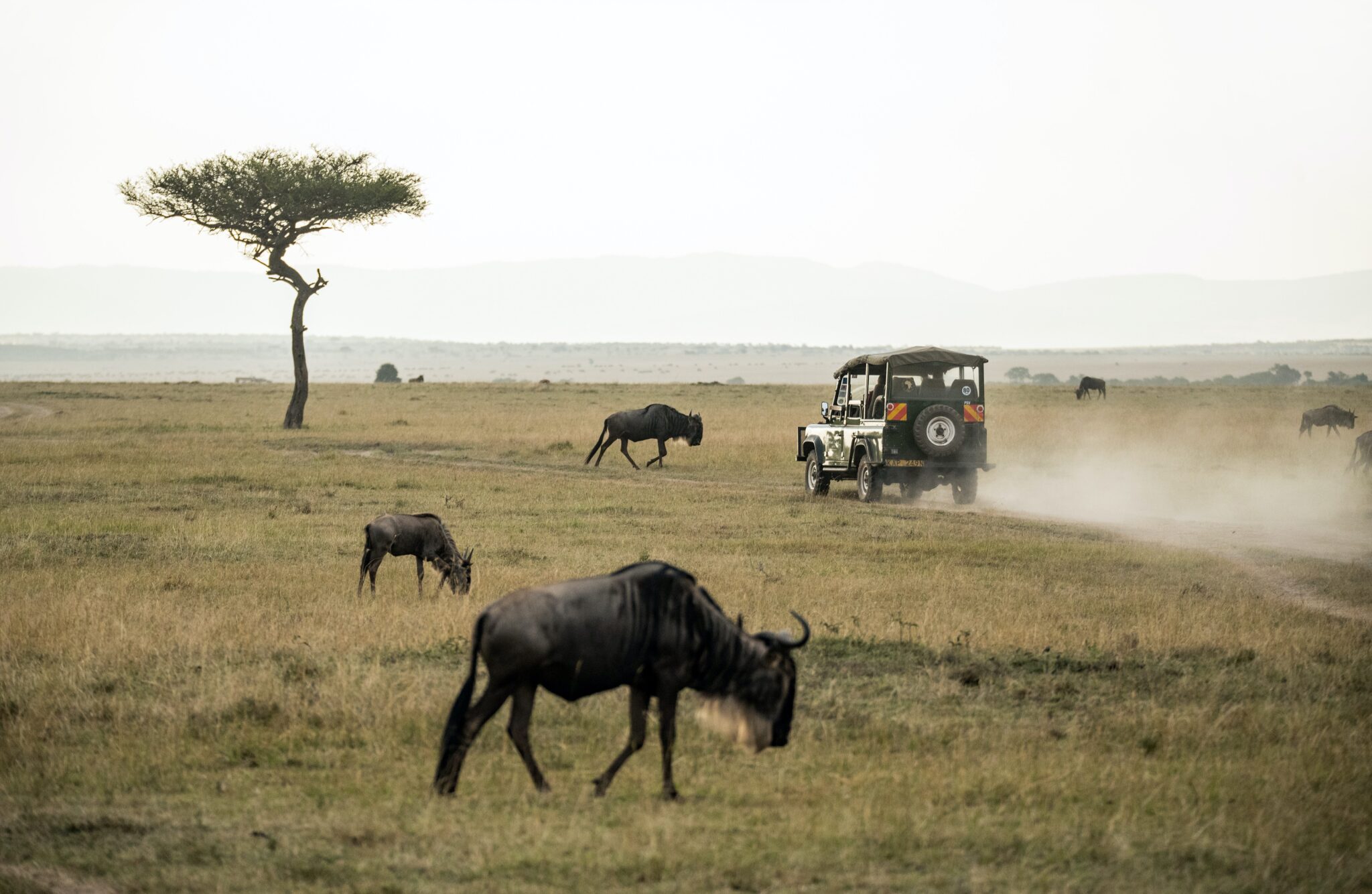 Wildebeest grazing near a safari vehicle under a lone acacia tree
